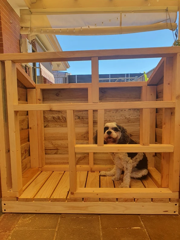 Black-and-white dog sitting inside an unfinished wooden kennel frame on a patio